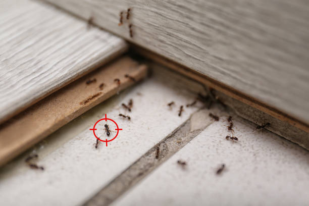 Best Mosquito Control Services  in Sandy, OR