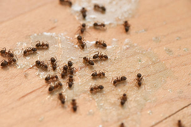 Best Pest Control Near Me  in Sandy, OR